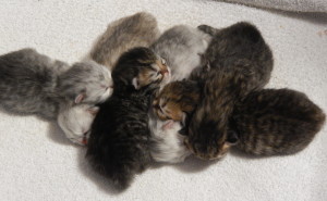 silver-persian-kittens-and-golden-persian-kittens-bor-October-9-2014.