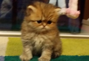 shaded-golden-Persian-female-kitten-for-sell-Christmas