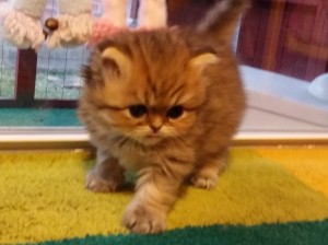 shaded-golden-Persian-kitten-available-for-sell-Christmas