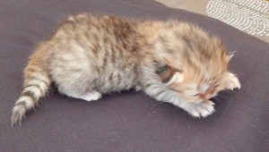 available_golden_persian_kitten