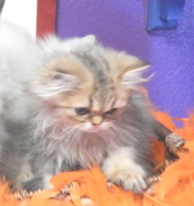 shaded-golden-persian-kitten