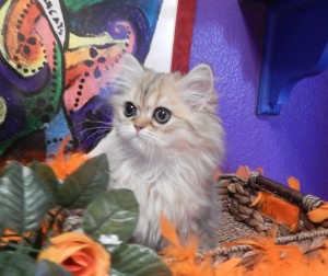 shaded-golded-persian-kitten
