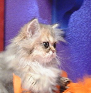 shaded-golden-persian-kitten