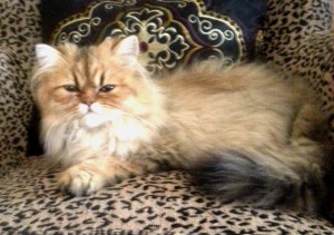 shaded-golden-male-Persian-kitten