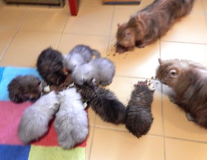 Allie-Sarah-kittens-having-lunch