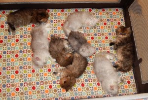 Persian_kittens_nap_time_2015