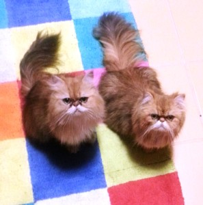 shaded-golden-Perisan-female-cats