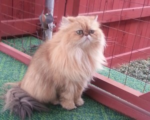 shaded_golden_Persian_female