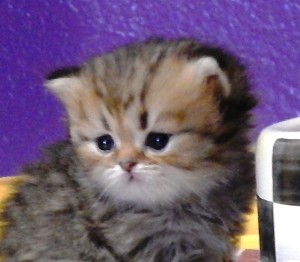 shaded-golden-male-kitten