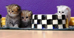 silver-persian-kitten-golden-persian-kitten