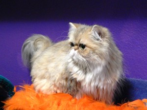 shaded-golden-persian-female