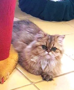 golden-persian-cat-kitten-2016