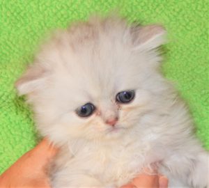 bor-April-12-shaded-silver-Persian-kitten-on-May-28-will-be-seven-weeks-on-May-31