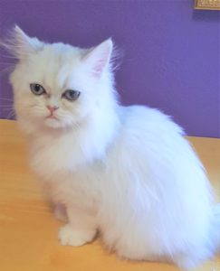 silver-female-persian-kitten