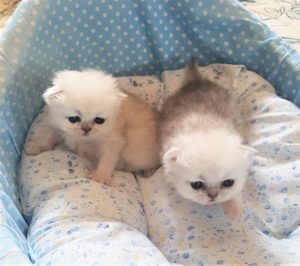 silver-persian-kittens